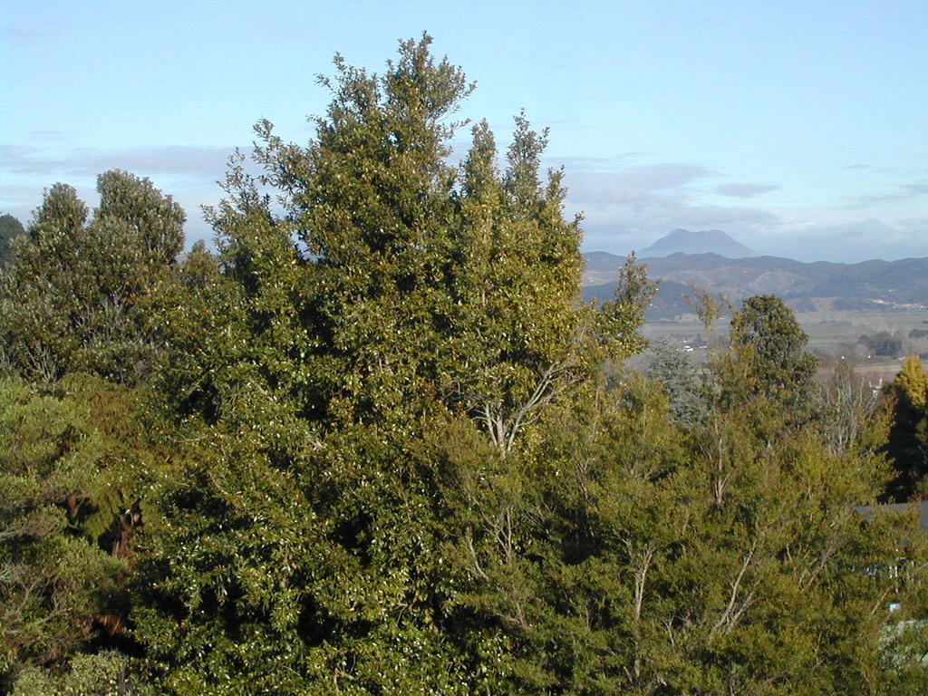 Crestwood Bed And Breakfast Whakatane Buitenkant foto